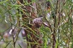 Hakea laevipes laevipes