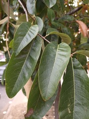 Quercus imbricaria