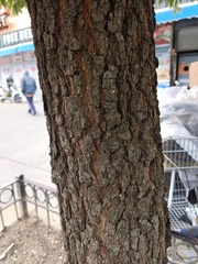 Quercus imbricaria