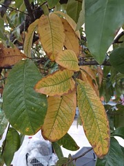 Quercus imbricaria