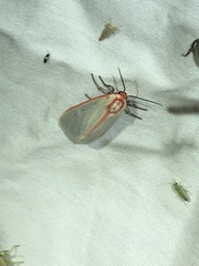 Pygarctia spraguei