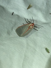 Pygarctia spraguei