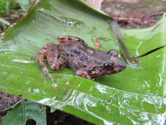 Leptodactylus validus