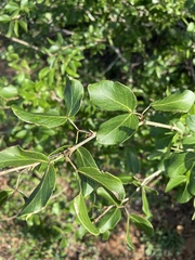 Pithecellobium unguis-cati