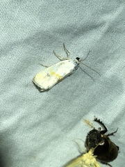 Ponometia virginalis