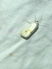 Ponometia virginalis