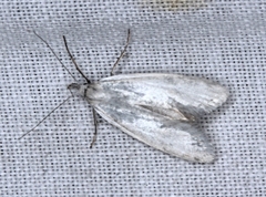 Zacorus carus