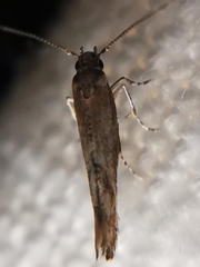Coccidiphila