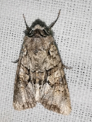 Dryobotodes monochroma