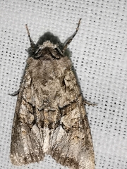 Dryobotodes monochroma