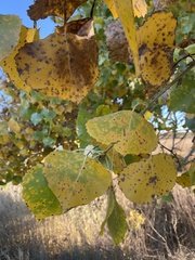 Populus deltoides wislizenii