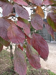 Cornus