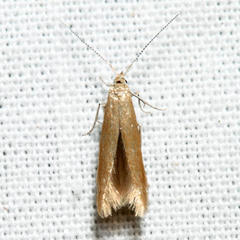 Coleophora persimplexella
