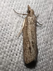 Ditula joannisiana