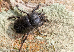 Eophileurus confinis