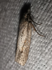 Ditula joannisiana