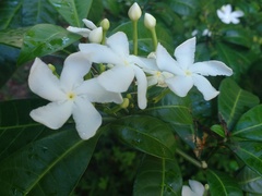 Trachelospermum jasminoides