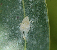 Scolypopa australis