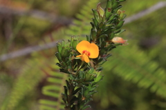 Pultenaea rostrata