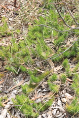 Melichrus procumbens