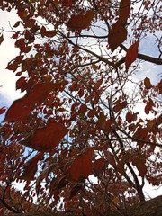 Cornus