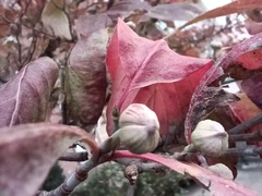 Cornus