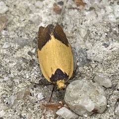 Merocroca automima