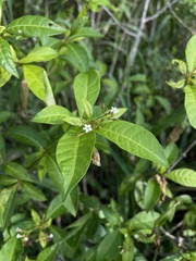 Rauvolfia viridis