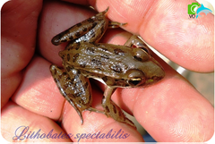 Lithobates spectabilis