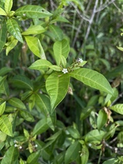 Rauvolfia viridis