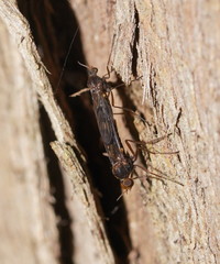 Sylvicola neozelandicus