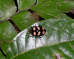 Oligocorynus erythrogonus