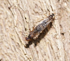 Sylvicola neozelandicus