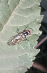 Tanypezidae