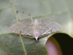 Neurophyseta