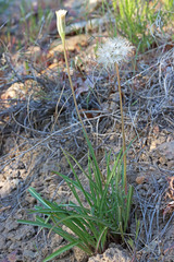 Microseris nutans