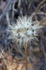 Microseris nutans