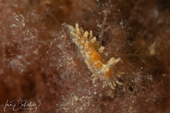 Caldukia affinis