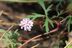 Trachymene procumbens