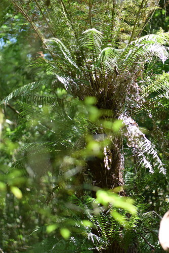 Image of Dicksonia sellowiana by (c) veronica, some rights reserved (CC BY-SA)