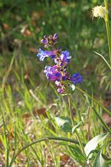 Penstemon cyananthus cyananthus