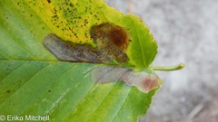 Cameraria betulivora