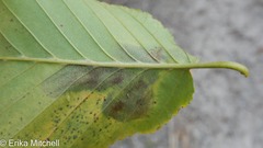 Cameraria betulivora