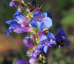 Penstemon cyananthus cyananthus