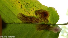 Cameraria betulivora