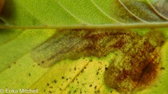 Cameraria betulivora