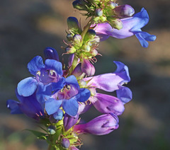 Penstemon cyananthus cyananthus