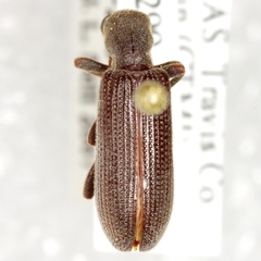 Lecontella brunnea