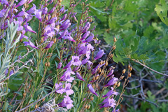 Penstemon platyphyllus