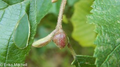 Dasineura serrulatae